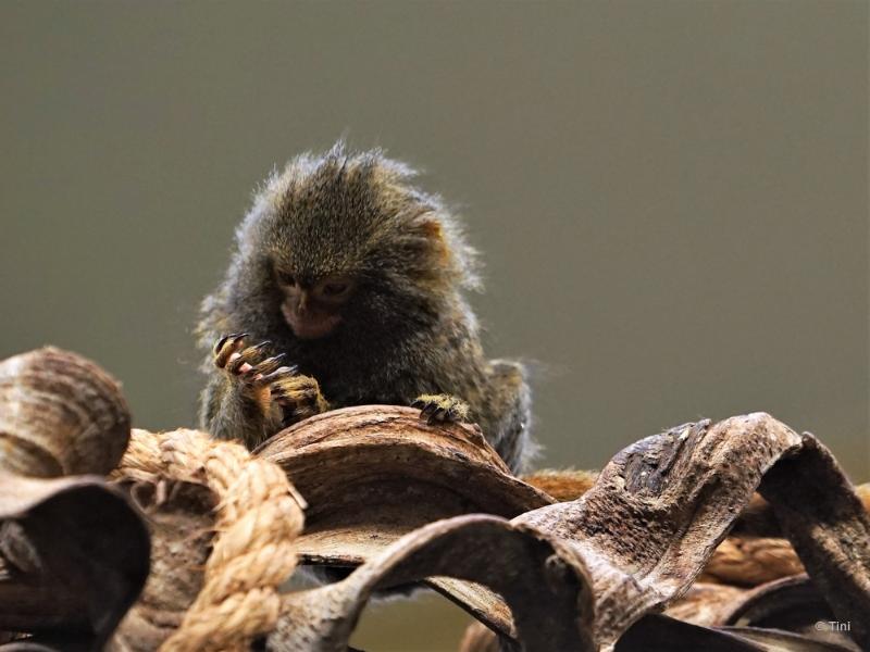 bdFoto 22.JPG - Artis en de hortus botanicus